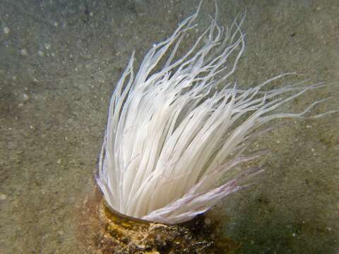 Image of ceriantharian anemones