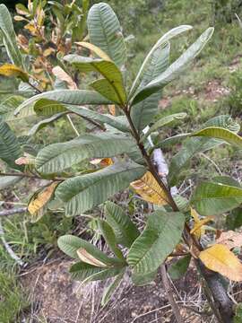 Image of Ozoroa sphaerocarpa R. & A. Fernandes