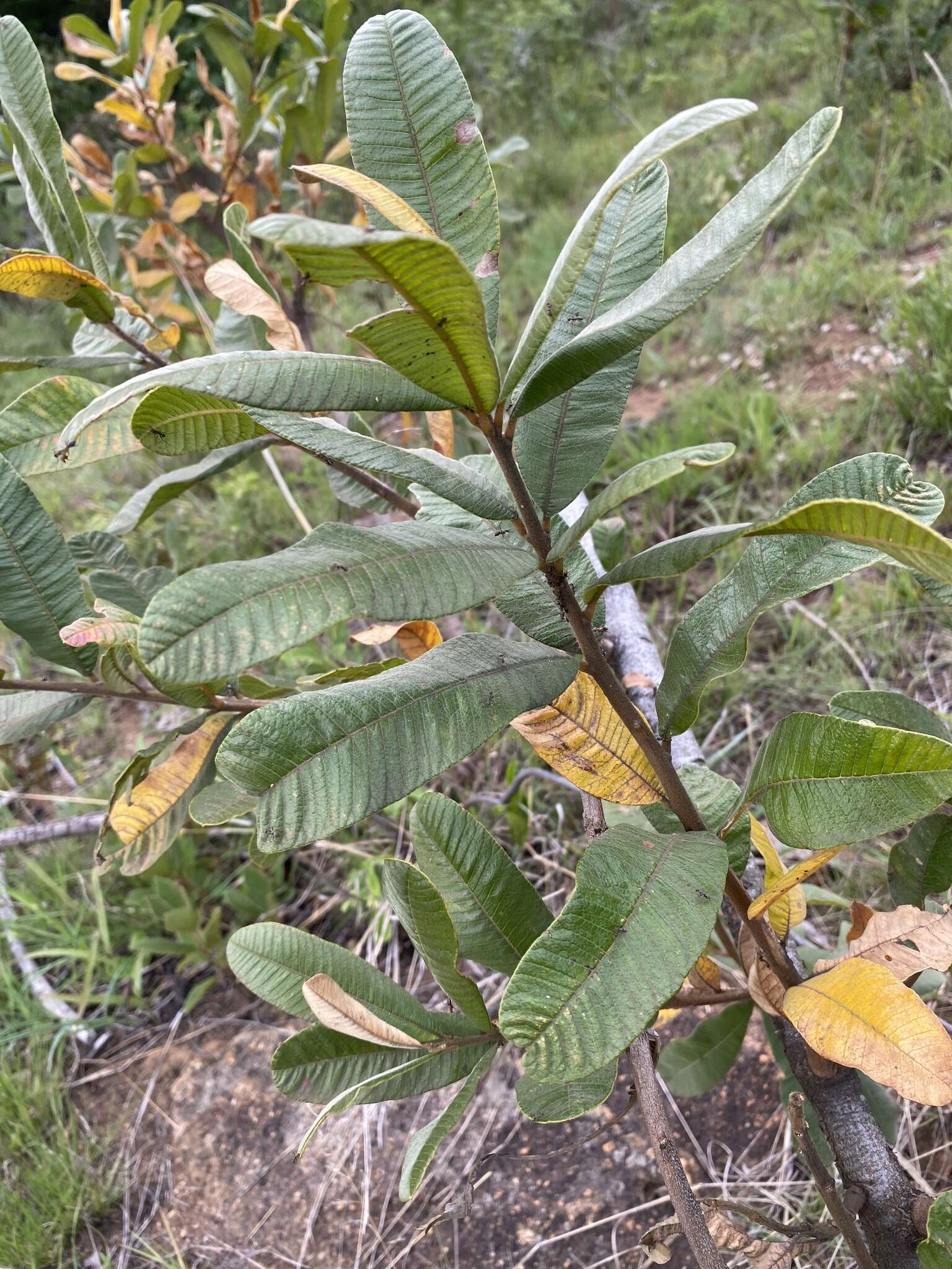 Image of Ozoroa sphaerocarpa R. & A. Fernandes