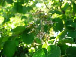 Image of Pacific serviceberry