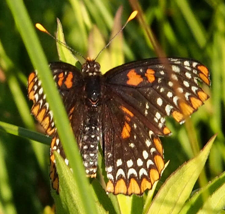 Image of Baltimore Checkerspot