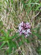 Image of Clustered Valerian