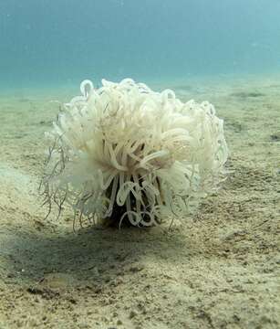 Image of ceriantharian anemones