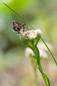 Image of Pyrausta porphyralis Schiffermüller 1775