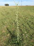 Image of Eryngium horridum Malme