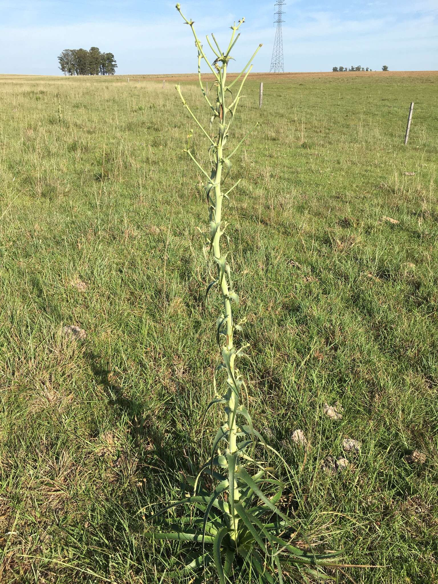 Image of Eryngium horridum Malme