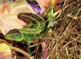 Image of Sand Lizard