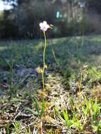 Image of Drosera peltata subsp. auriculata (Backh. ex Planch.) Conn