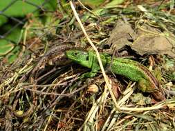 Image of Sand Lizard