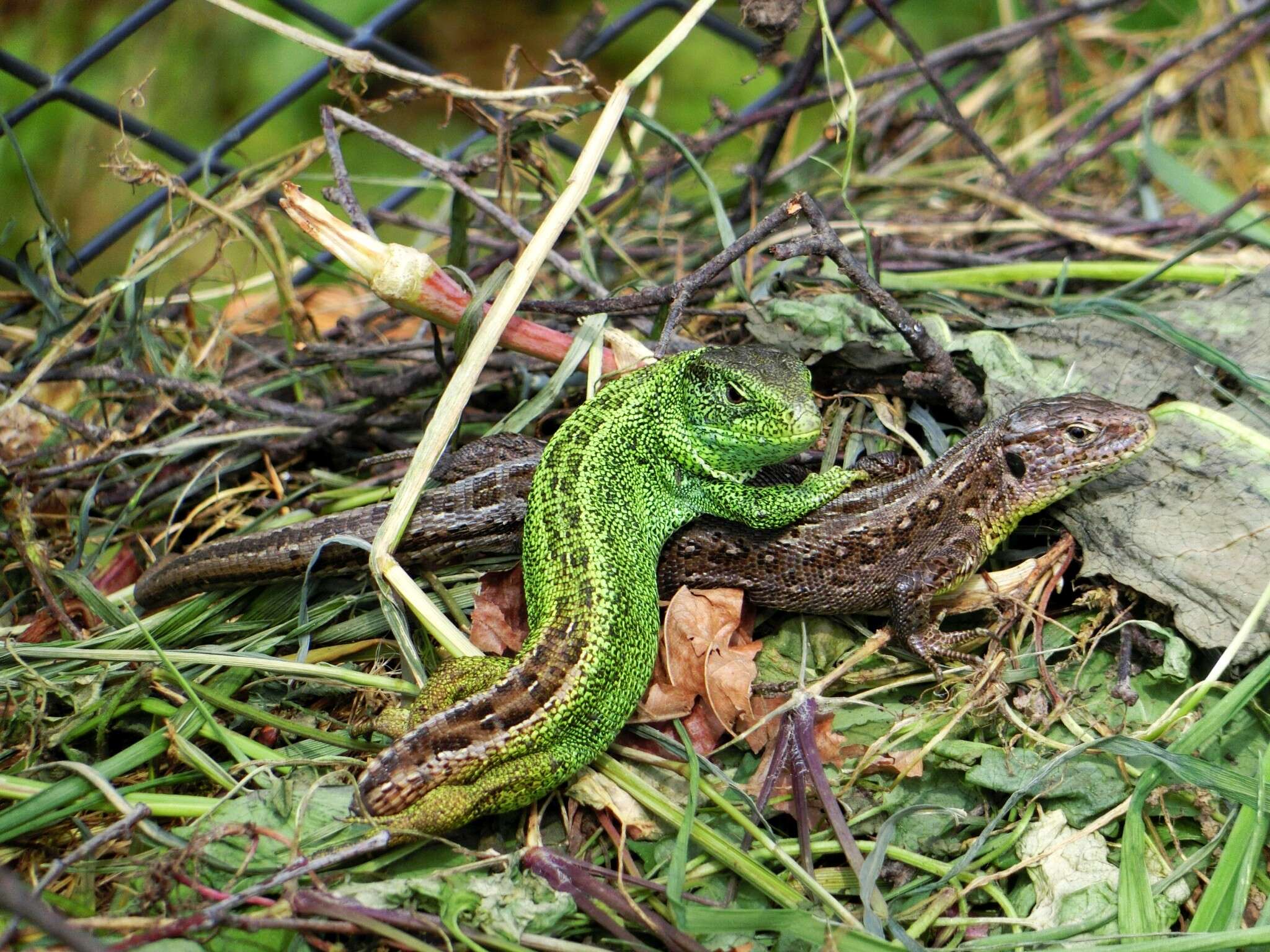 Image of Sand Lizard