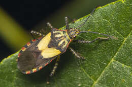 Image of Acidomeria cincticornis Stål 1870