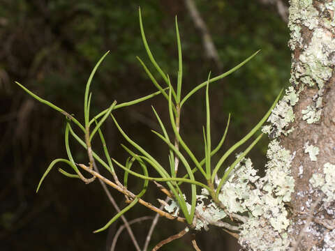 Image of Tridactyle tridentata (Harv.) Schltr.