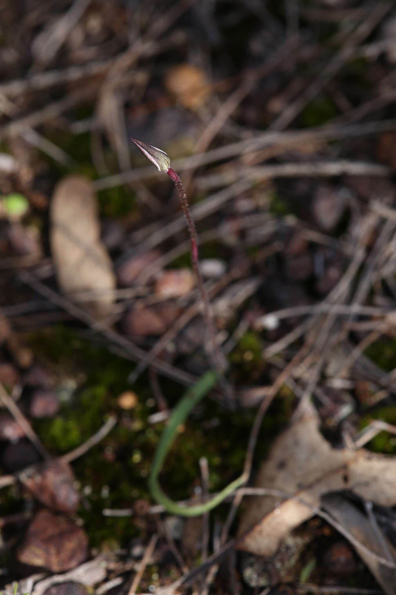 Image of Caladenia saccharata Rchb. fil.