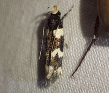 Image of Limnaecia scoliosema Meyrick 1897
