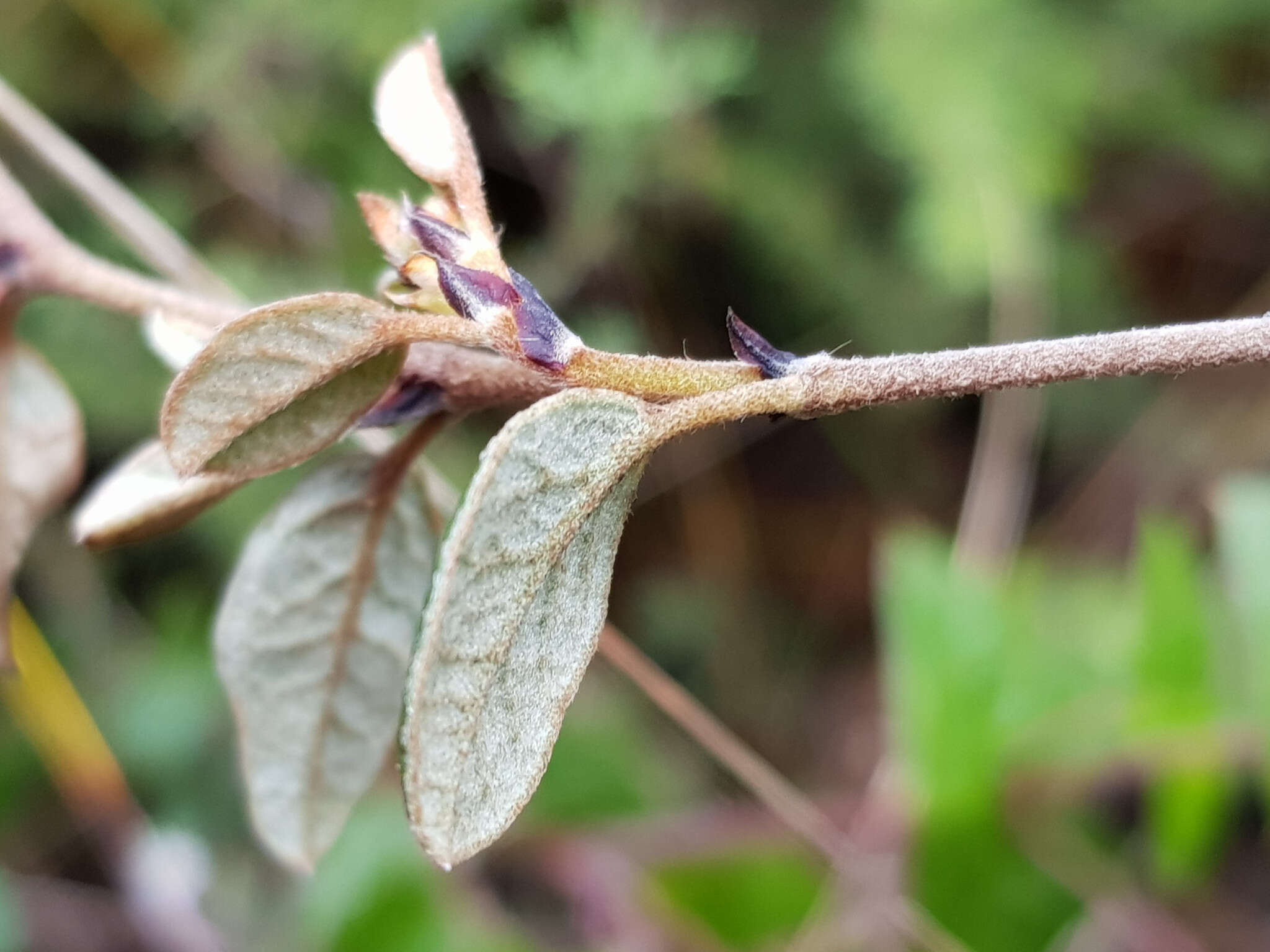 Image of Spyridium thymifolium Reiss.