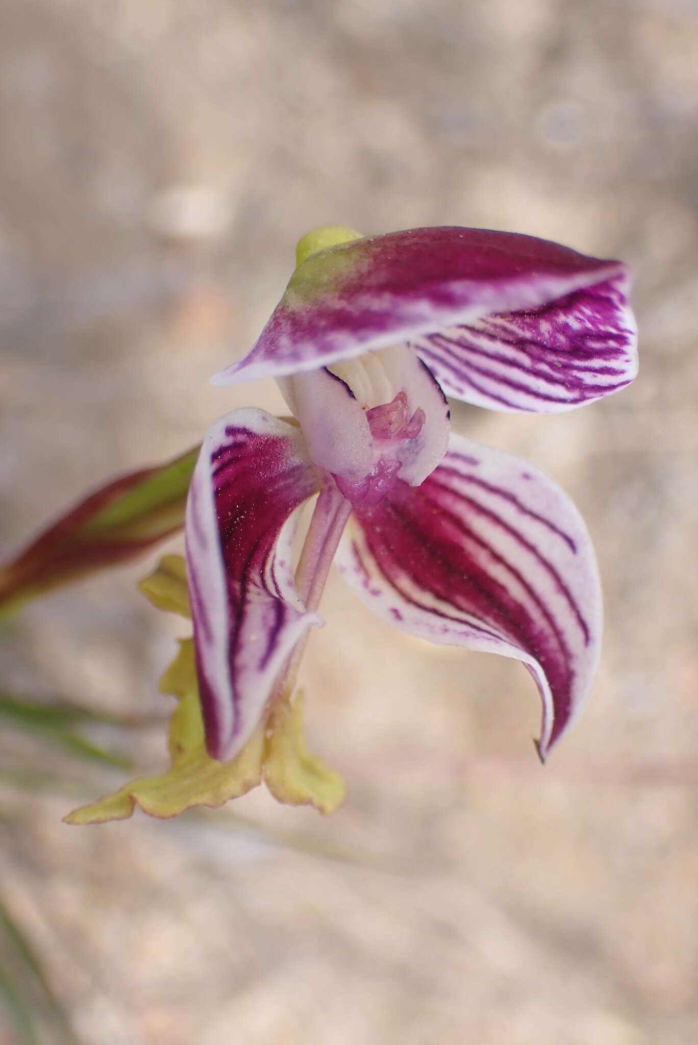 Disa spathulata subsp. tripartita (Lindl.) H. P. Linder resmi