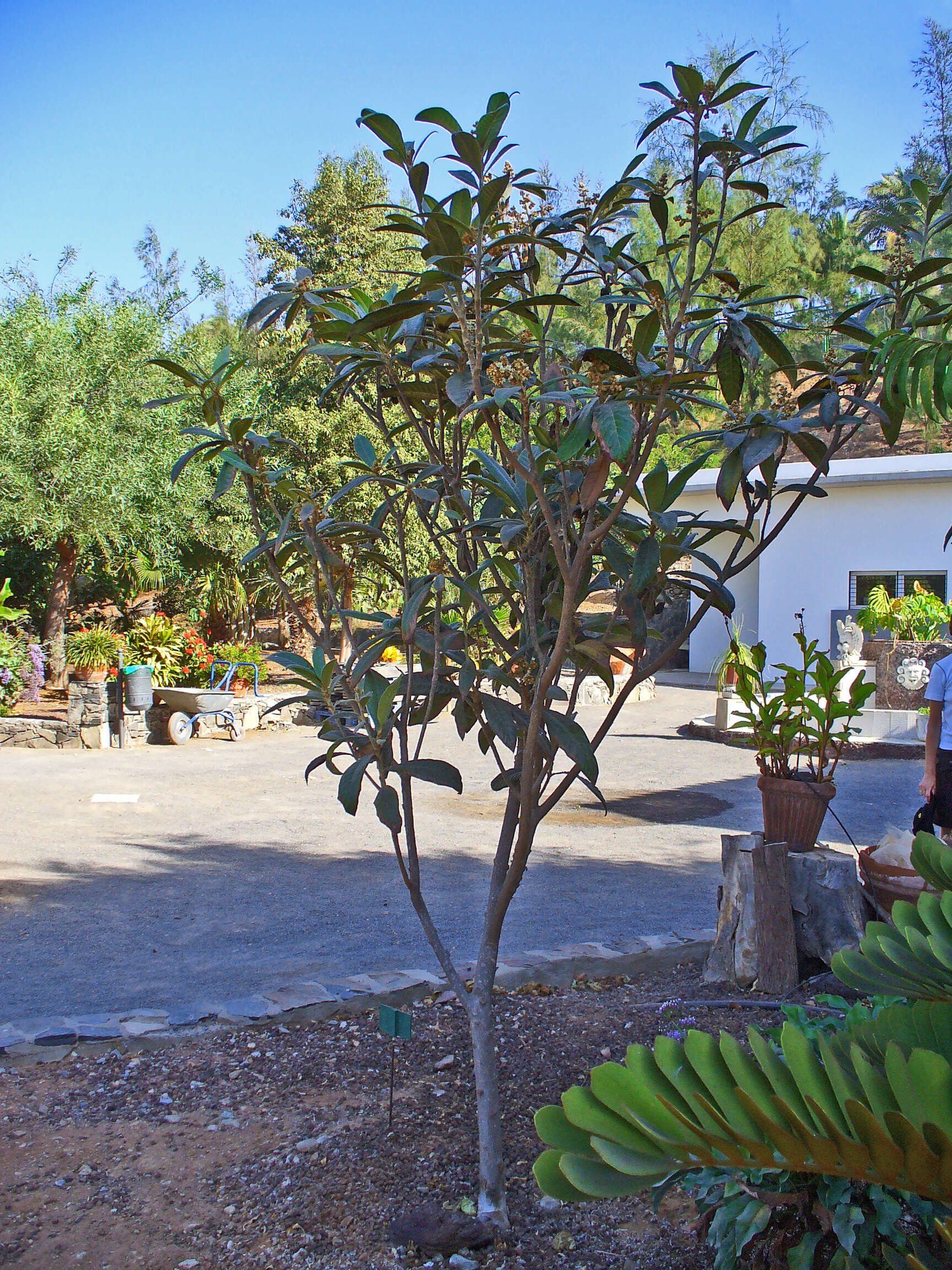 Image of loquat