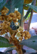 Image of loquat