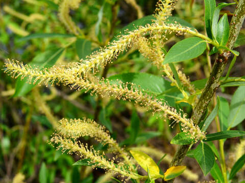 Imagem de Salix triandra L.