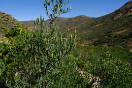 Image of Pteronia leptospermoides DC.