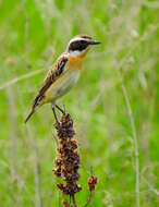 Image of Whinchat