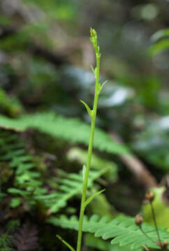 Слика од Platanthera florentii Franch. & Sav.