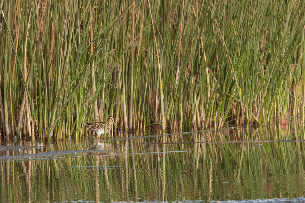 Image of Magellanic Snipe