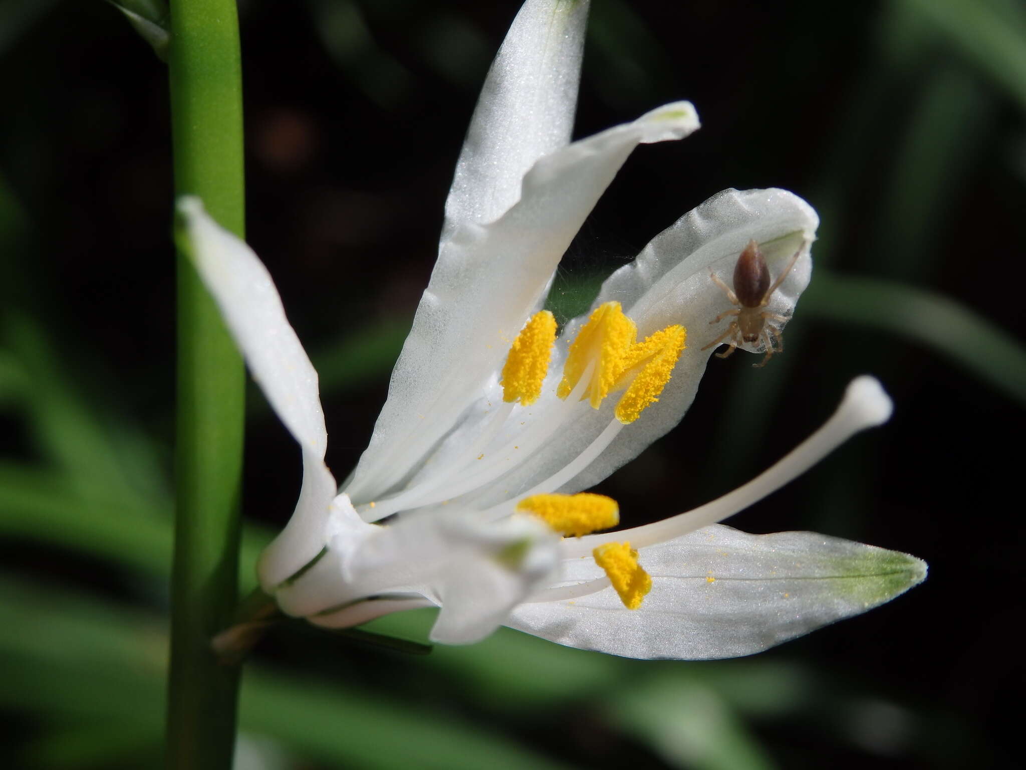 Image of Paradisea lusitanica (Cout.) Samp.