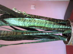 Image of viper's bowstring hemp