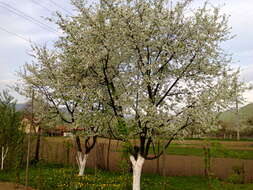 Image of sour cherry