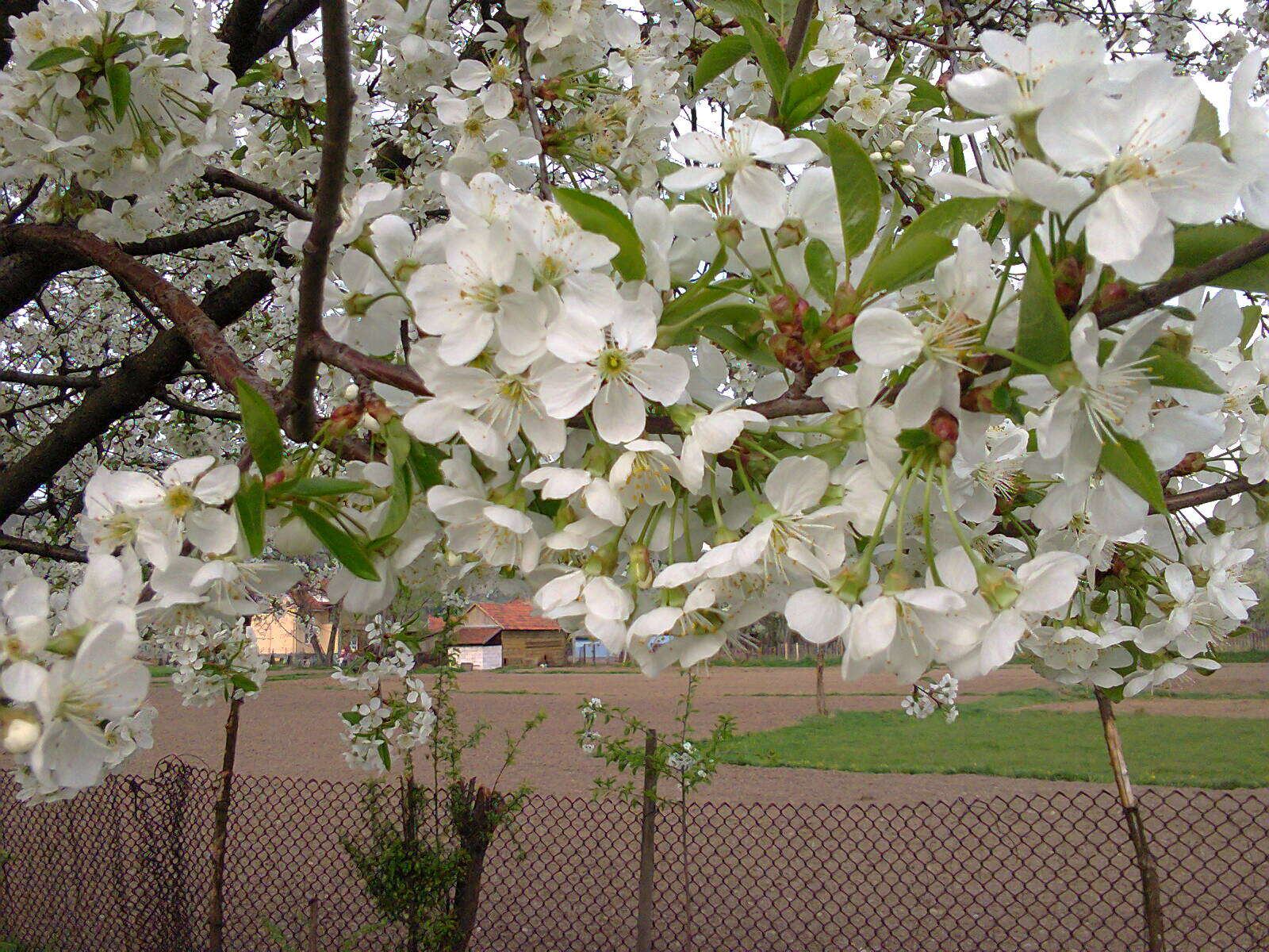 Image of sour cherry