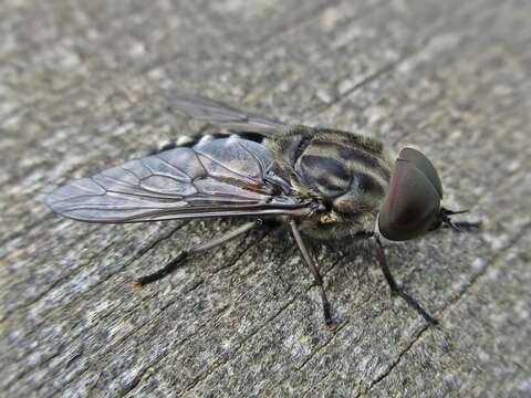 Image of Tabanus autumnalis Linnaeus 1761