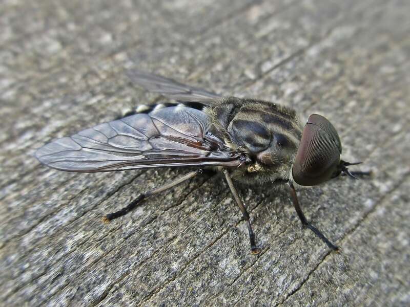 Image of Tabanus autumnalis Linnaeus 1761