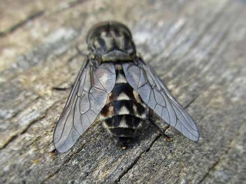 Image of Tabanus autumnalis Linnaeus 1761