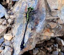 صورة Anisogomphus Selys 1858