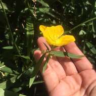 صورة Ludwigia bonariensis (Micheli) Hara