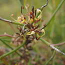 Image of Hakea polyanthema Diels