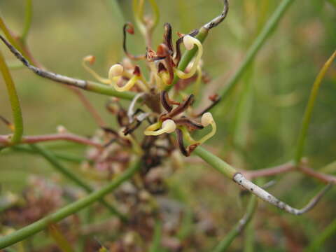 Imagem de Hakea polyanthema Diels