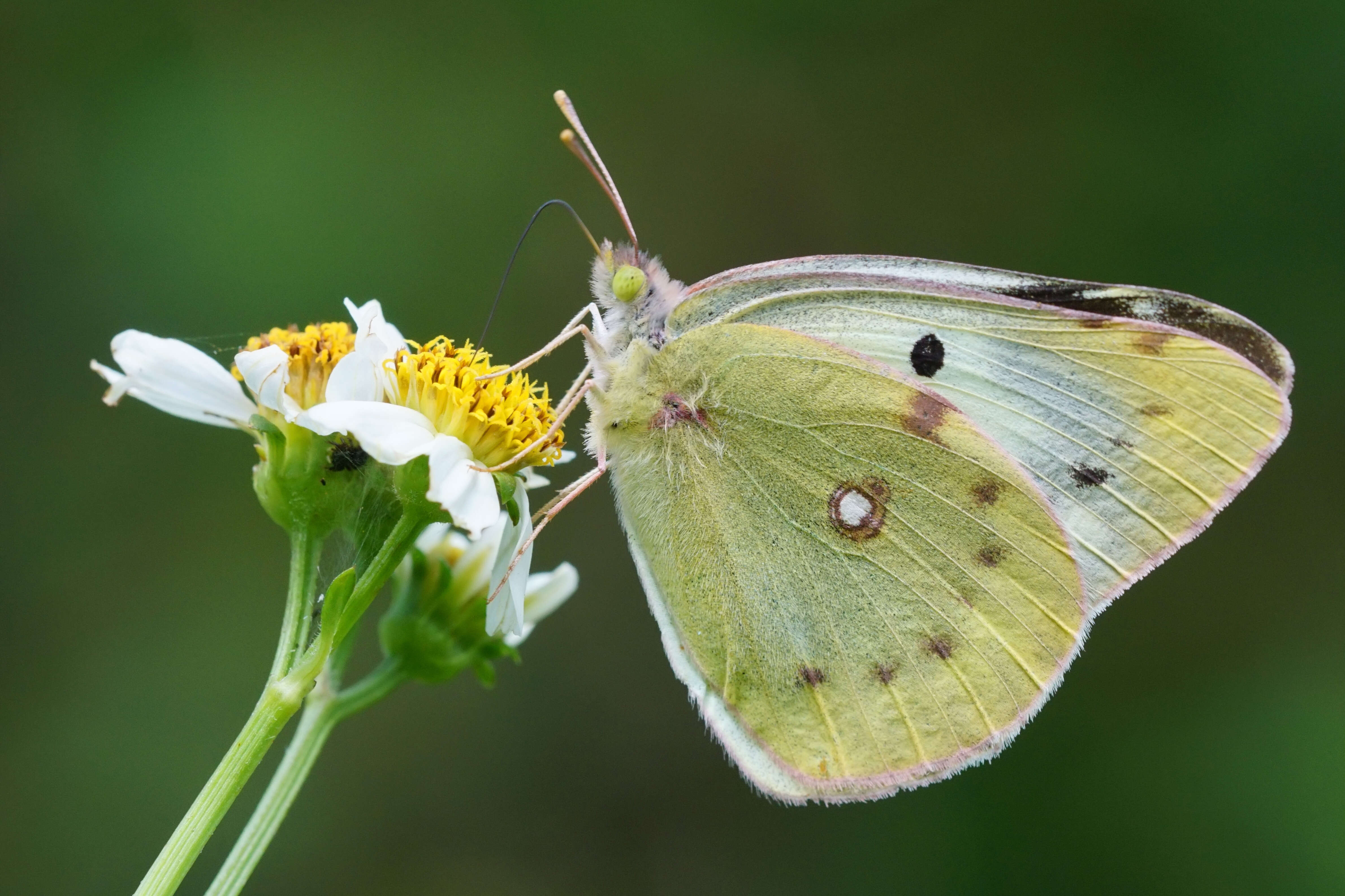 Image of Eastern Pale Clouded Yellow