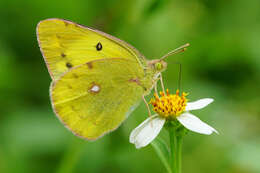 Image of Eastern Pale Clouded Yellow