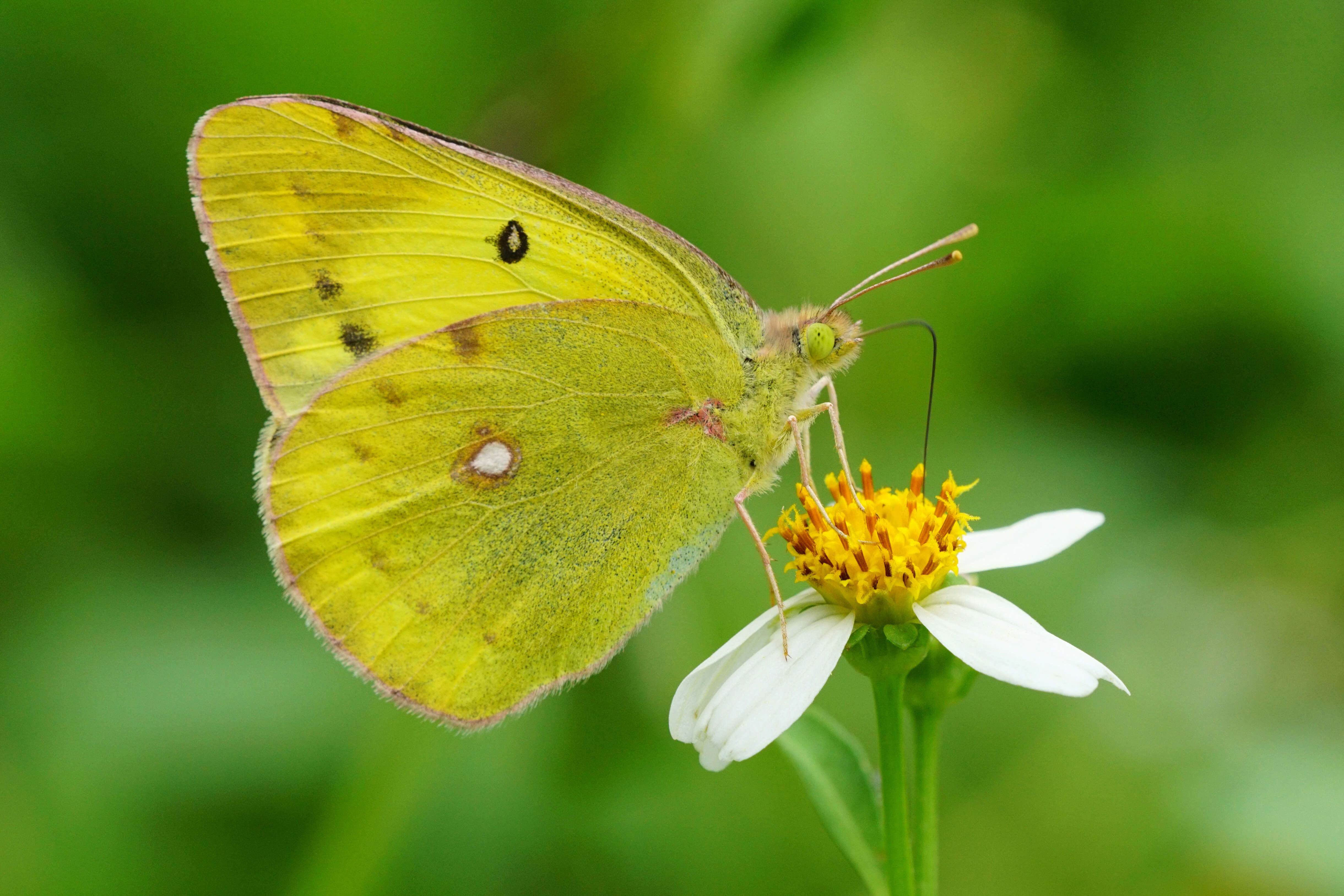 Image of Eastern Pale Clouded Yellow