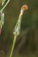 Image of Scorzonera albicaulis Bunge