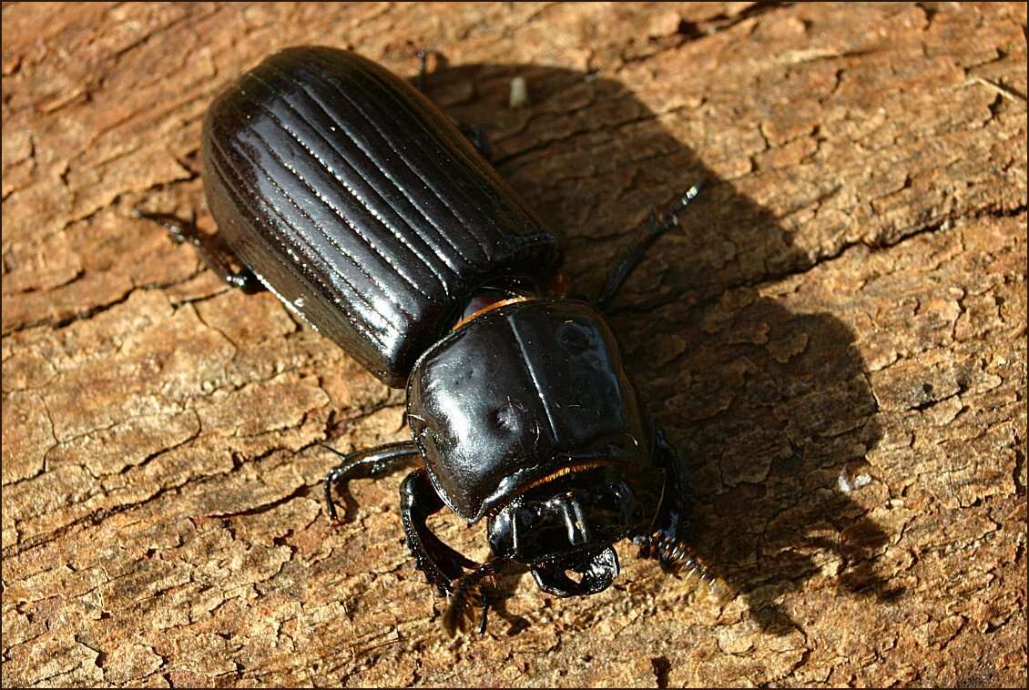 Image of Bess Beetles (genus)