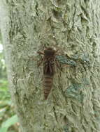 Image of Anotogaster sieboldii (Selys 1854)