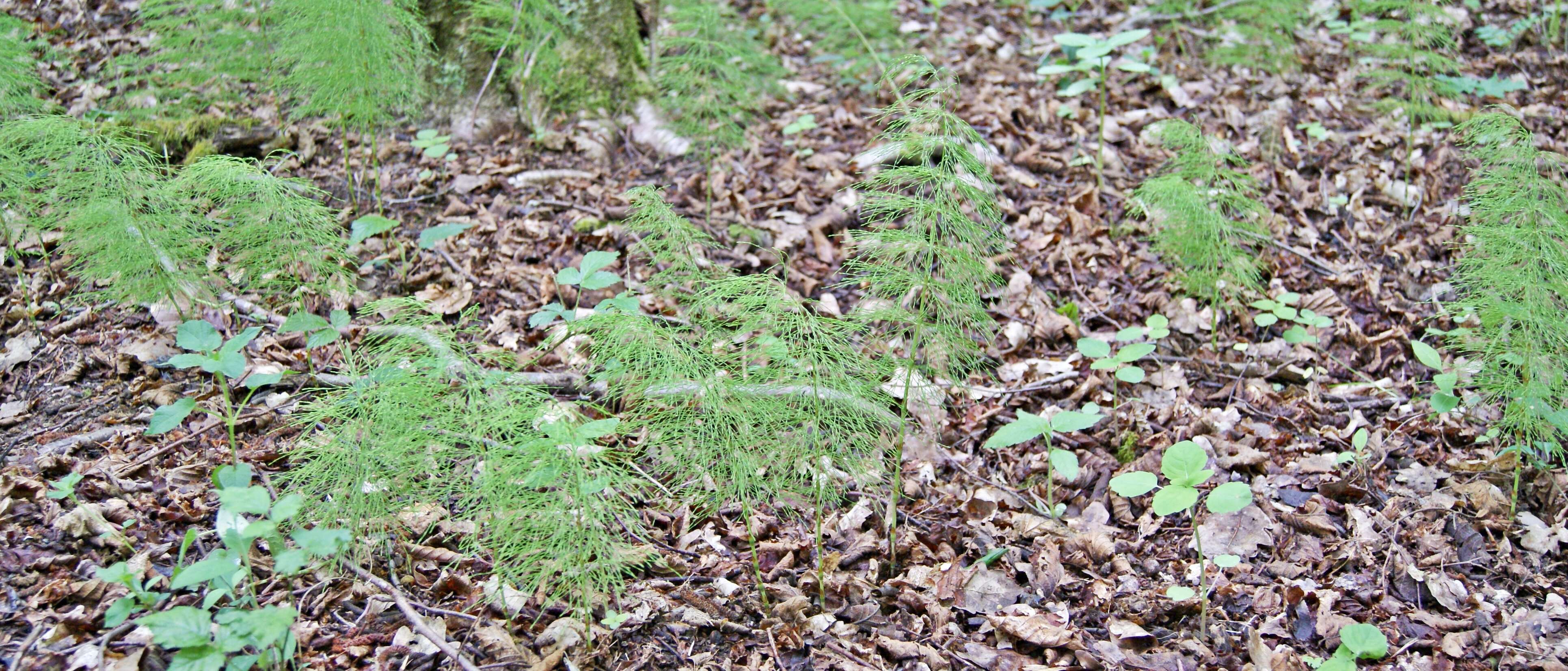 Слика од Equisetum sylvaticum L.