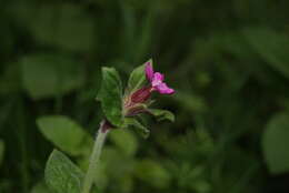 صورة Silene dioica (L.) Clairv.