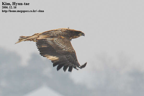 Image of White-tailed Eagle