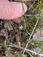 Image of Small-flower Tonella