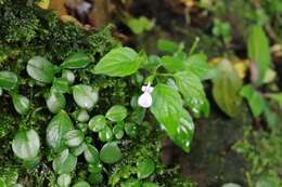 صورة Hypoestes triflora (Forssk.) Roem. & Schult.