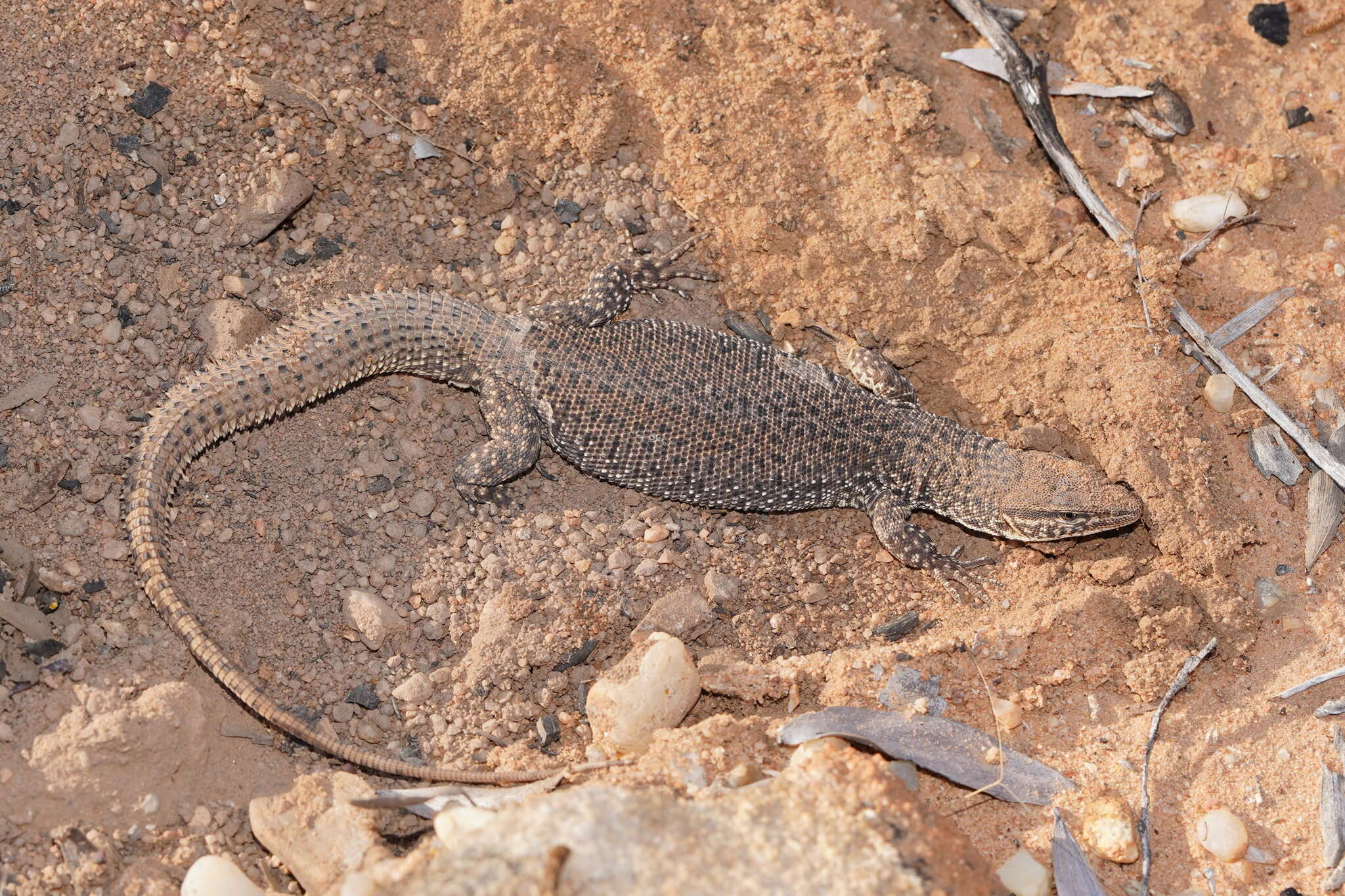 Imagem de Varanus storri Mertens 1966